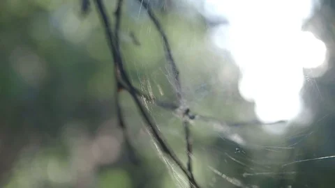 Spider on the web in the wind Stock Footage 113828036