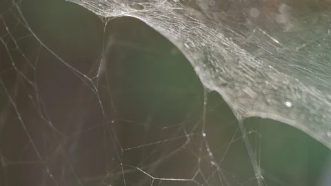Spider Web in the Wind Stock Footage 114570063