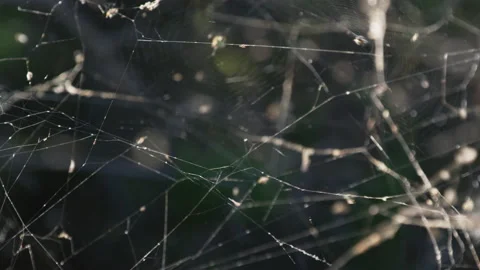 Spider web in the wind Stock Footage 132373638