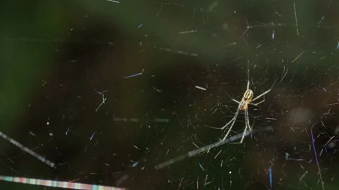 Spider Web in the Wind Stock Footage 135917900