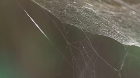Spider Web in the Wind Stock Footage 135918309