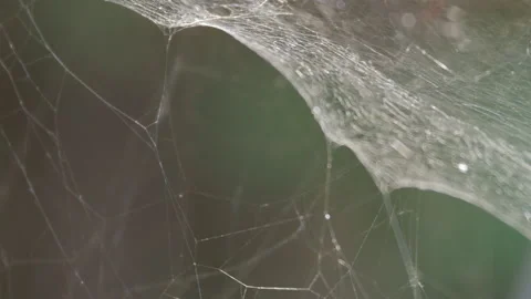 Spider Web in the Wind Stock Footage 135918311