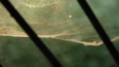 Spider web by the wind 스톡 동영상 151967641