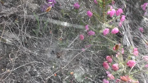 Spider web in a windy day Stock Footage 247470208