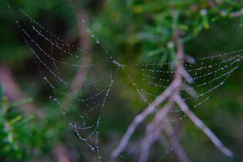 Spider web like wings Stock Photos