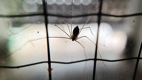 Spider with web on wire Stock Photos