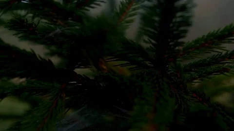 Spider web wit dewdrops on spruce branches close up Stock Footage 81693177