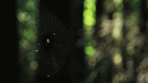 Spider In A Web In The Woods 1 Stock Footage 79176013