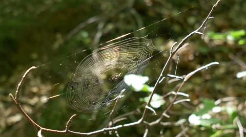 Spider Web in the Woods Stock Footage 52213586