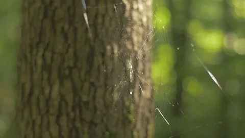 Spider web in the woods Stockbeeldmateriaal 72456556