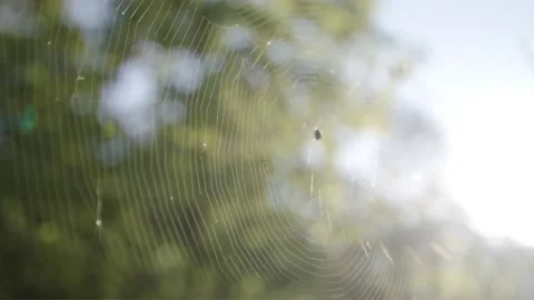 A spider web in the woods Video stock 137527083