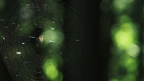 Spider In A Web In The Woods Hit By Stick Stock Footage 79176973