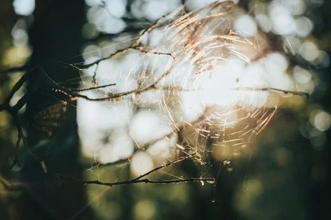 Spider Web in the Woods Stock Photos