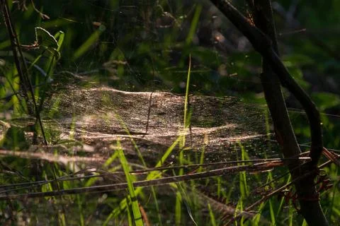 Spider web woven between dry grass and young wood Stock Photos