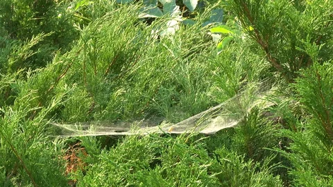 A spider in a web woven between tree branches. Stock Footage 120038538