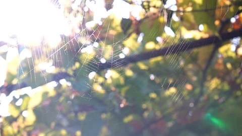 Spider web woven by a spider on a tree Stock Footage 94767912