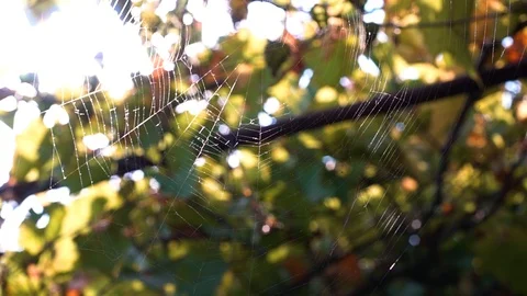 Spider web woven by a spider in the wind Stock Footage 94626058