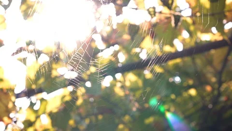 Spider web woven by a spider in the wind Stock Footage 94852675