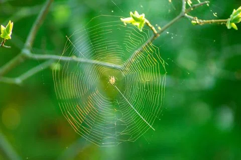 Spider web woven on tree branches Foto stock