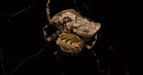 Spider in Web Wrapping Captured Moth Macro 2 Vídeo Stock 66255031