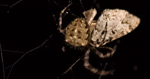 Spider in Web Wrapping Captured Moth Macro  Vídeo Stock 66270300