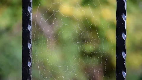 Spider web on wrought iron fence after rain. Raindrops on a cobweb Stock Footage 248552807