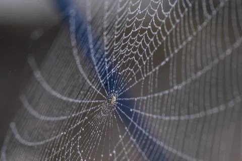 Spider web in the yard Stock Photos