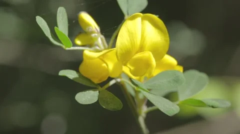 Spider web on yellow flower Stock Footage 43859055