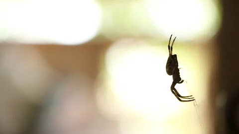 Spider on the web. Zhvotnoe. Insect Stock Footage 106995426