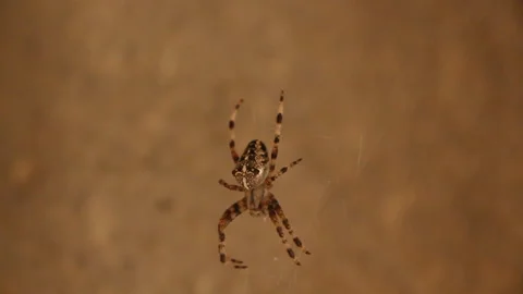 Spider on the web. Zhvotnoe. Insect Stock Footage 107001549