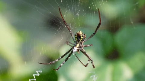 Spider in Web with Zigzag Stock Footage 311721182