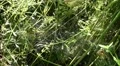Spider web zoom in and insects in a bush HD Footage