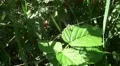 Spider web zoom in in a bush HD Footage