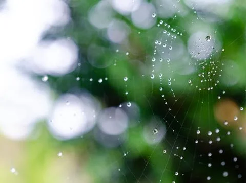 Spider web1 Stock Photos