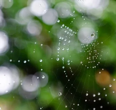 Spider web2 Stock Photos