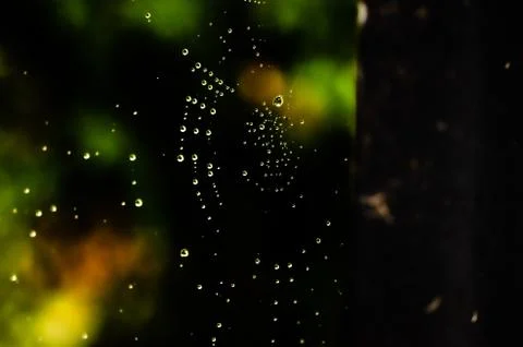 Spider web5 abstract Stock Photos