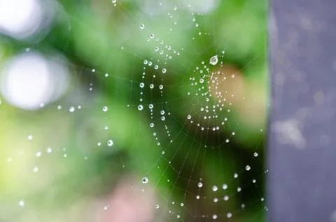 Spider web7 Stock Photos