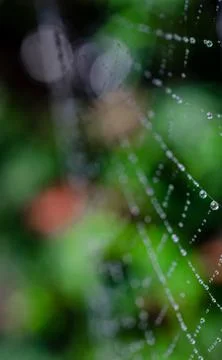 Spider web7 Vertical Stock Photos