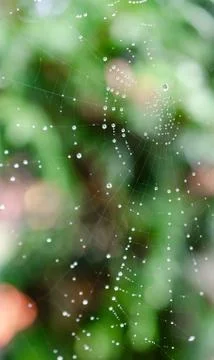 Spider web8 Vertical Stock Photos