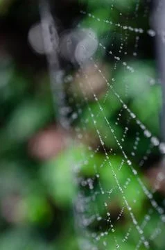 Spider web9 Vertical Stock Photos
