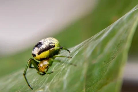 Spider on Webbed Leaf Surface Stock Photos