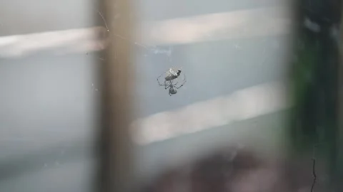 Spider webbing up its prey Stock Footage 341723902