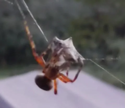 Spider Webbing A Stinkbug Stock Footage 163325539