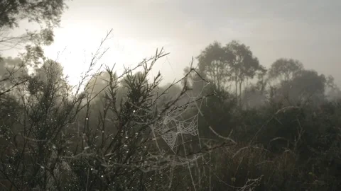 Spider Webbs on small Branches in light Fog sun rising in the Background Stock Footage 72581060