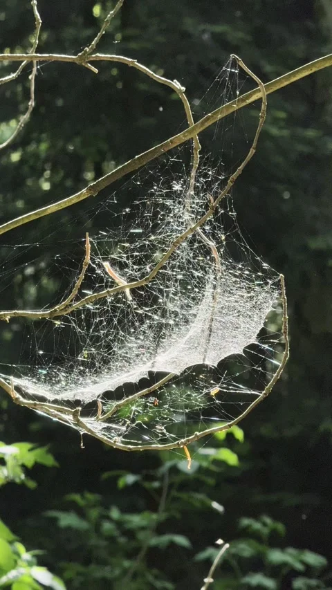 Spider Webs on Bare Branches Nature Macro Close Up 4K Switzerland Stock Footage 276787066