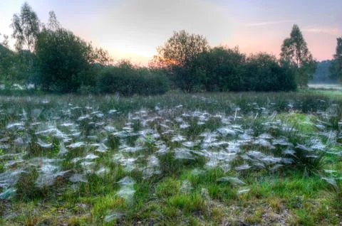 Spider webs between grass Stock Photos