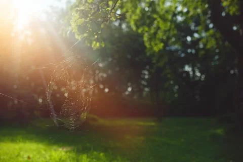Spider webs in the branches Stock Photos