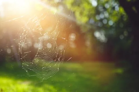 Spider webs in the branches Stock Photos