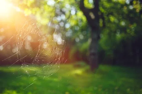 Spider webs in the branches Stock Photos