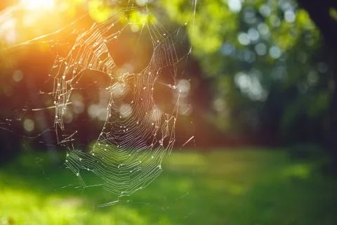 Spider webs in the branches Stock Photos